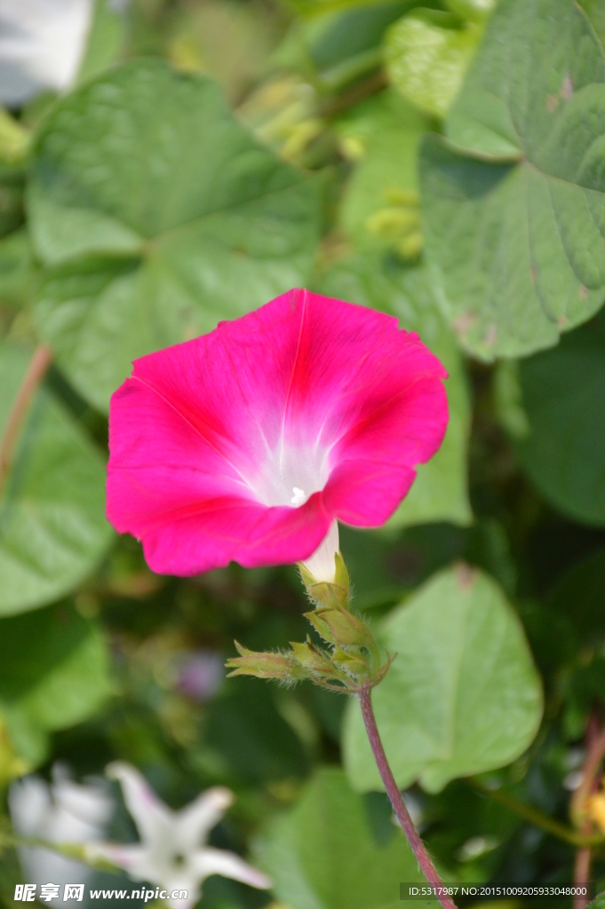 牵牛花