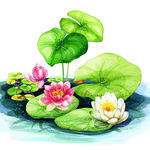 水彩荷花