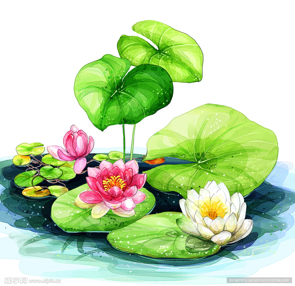 水彩荷花