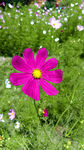 格桑花