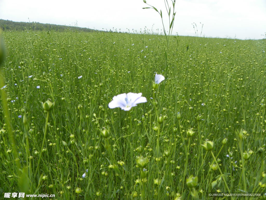 亚麻花