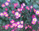秋菊