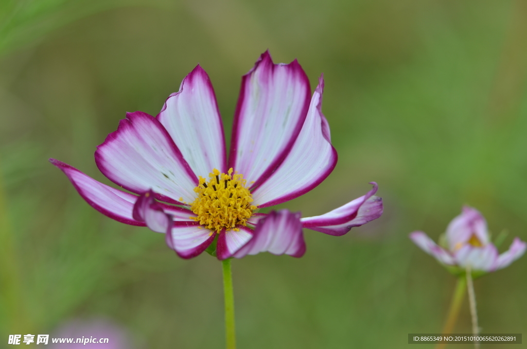 格桑花