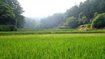 田园风光