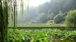 田园风光