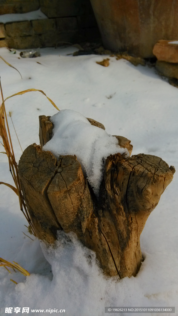 积雪 树桩