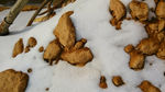 积雪 雪特写 雪