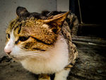 猫咪