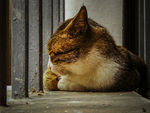 猫咪