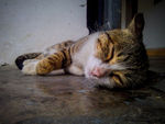 睡着的猫咪