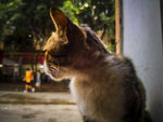 猫的眺望