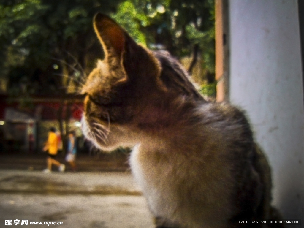 猫的眺望