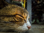 小猫
