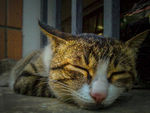 小猫