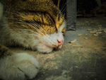 小猫睡去