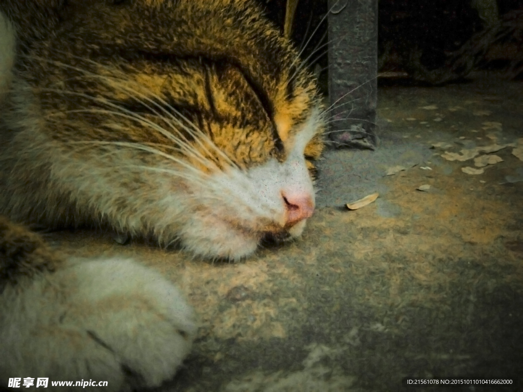 小猫睡去