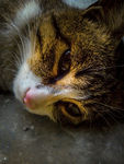 猫的思绪
