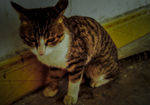 小猫咪