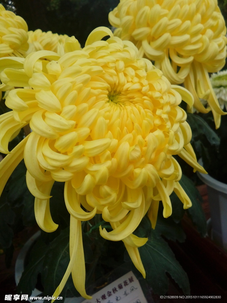 菊花