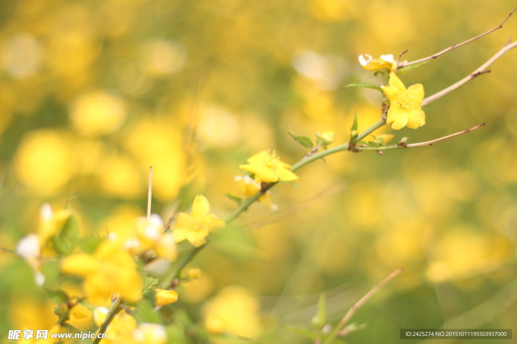 迎春花