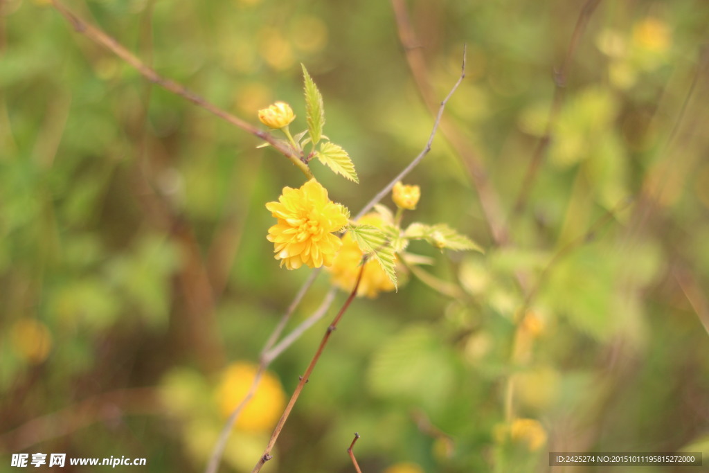 迎春花