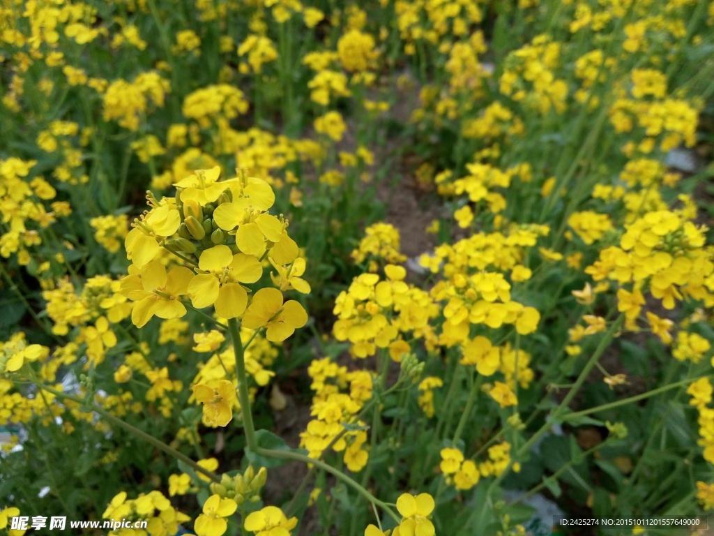 油菜花