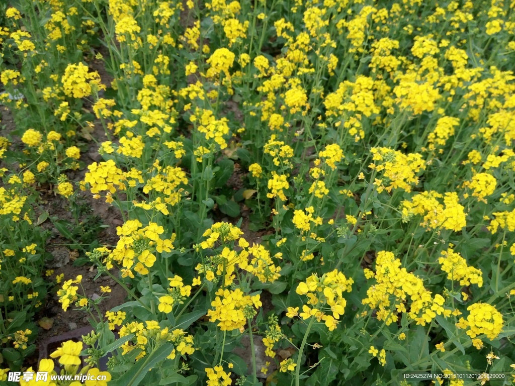 油菜花
