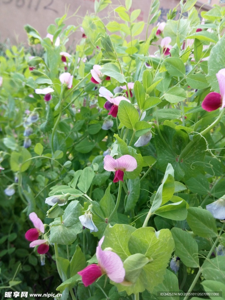 豌豆花