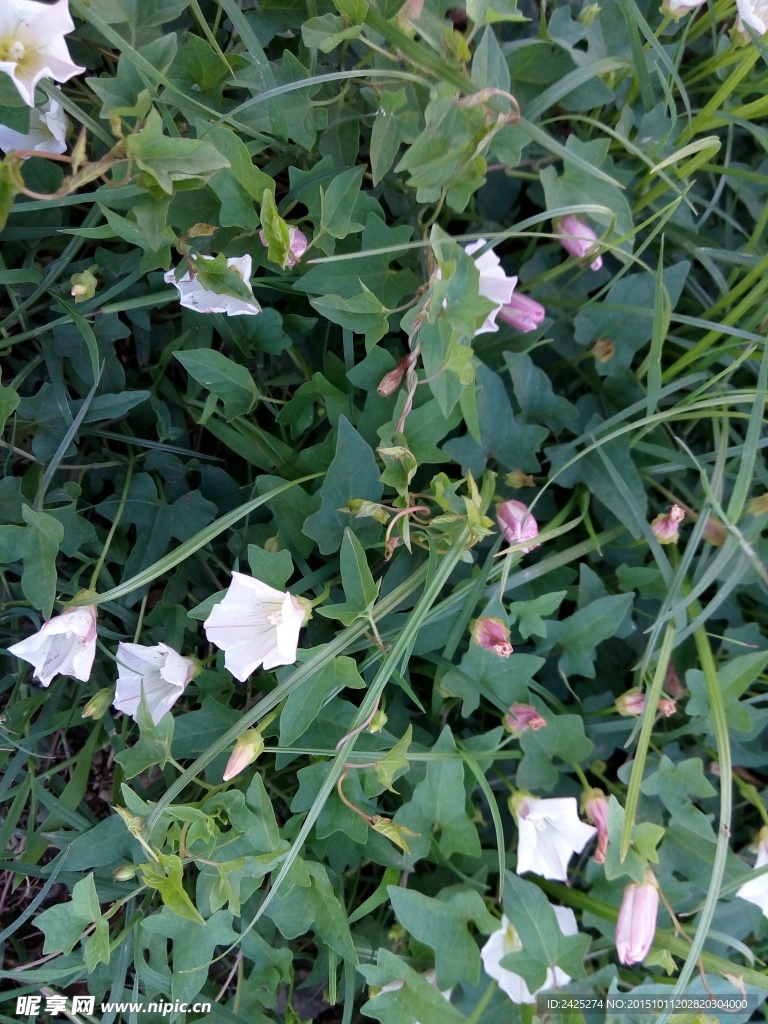 牵牛花