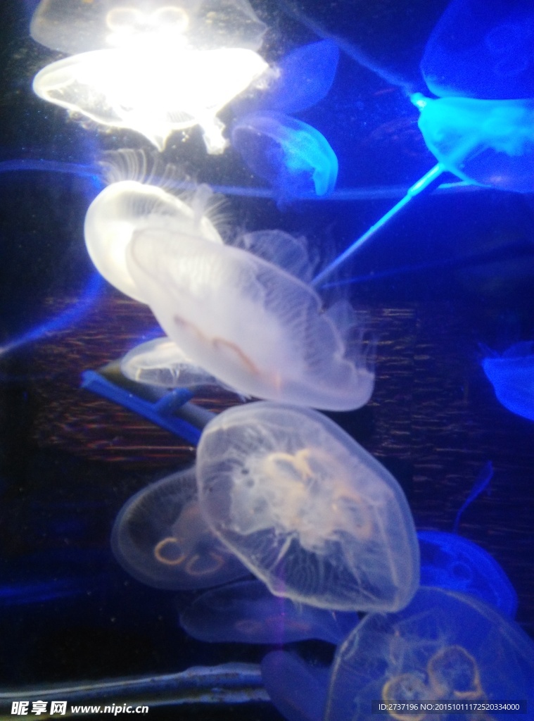 水母