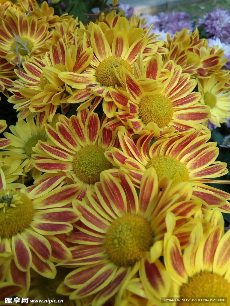菊花