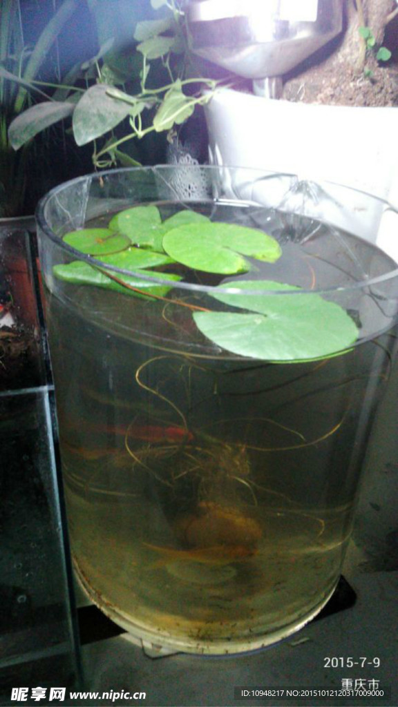 多肉植物