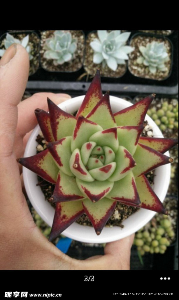 多肉植物