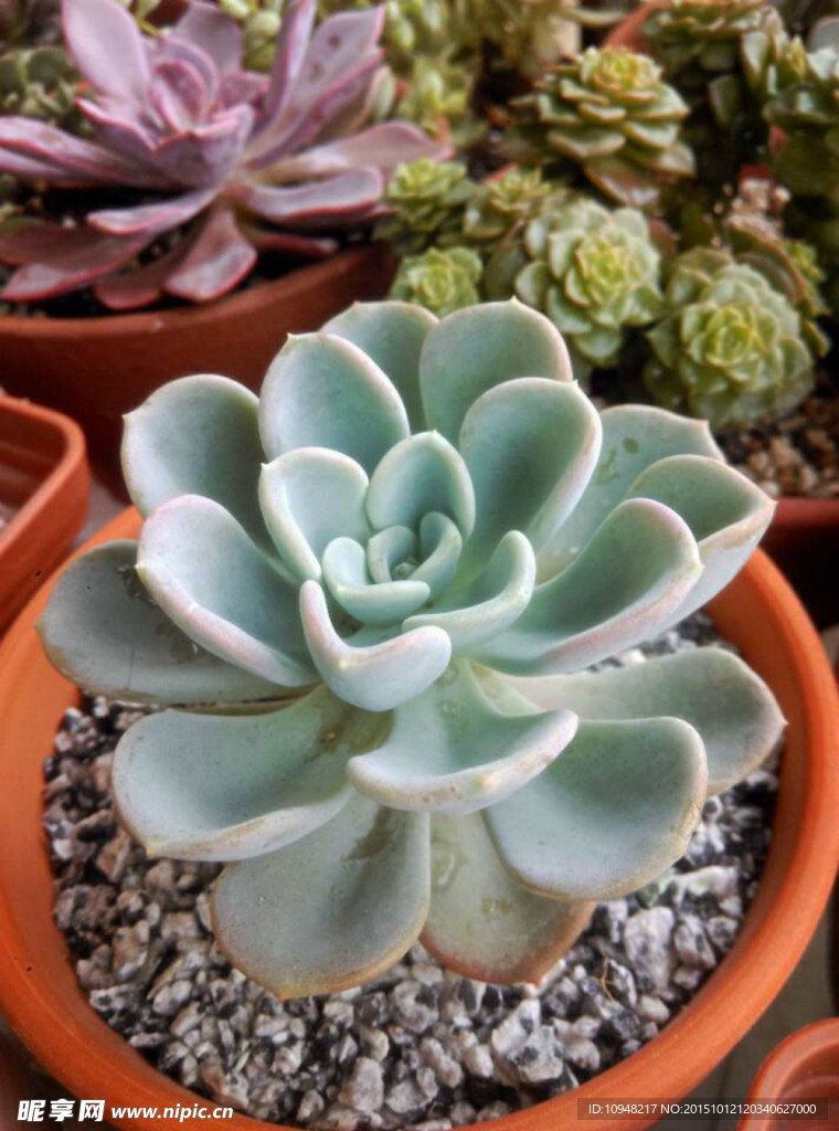 多肉植物
