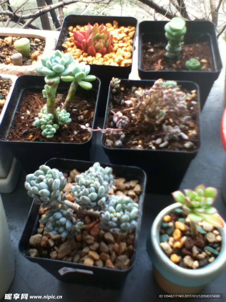 多肉植物
