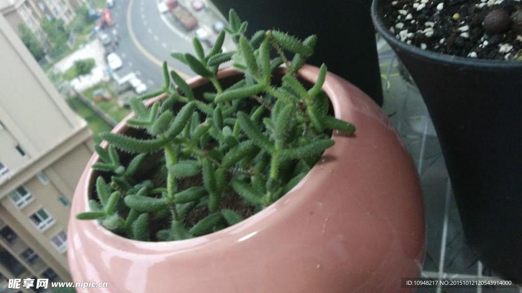 多肉植物