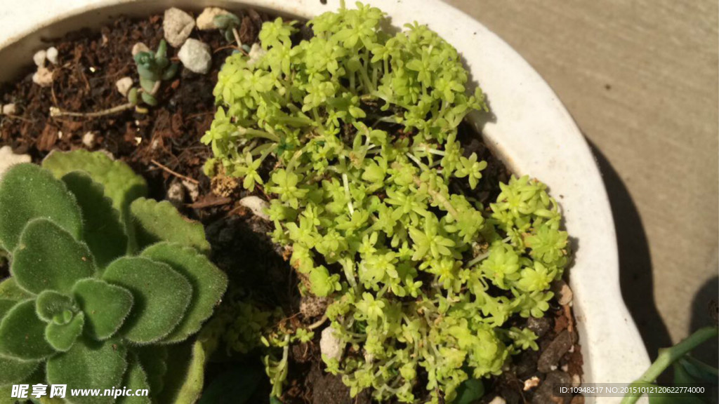 多肉植物