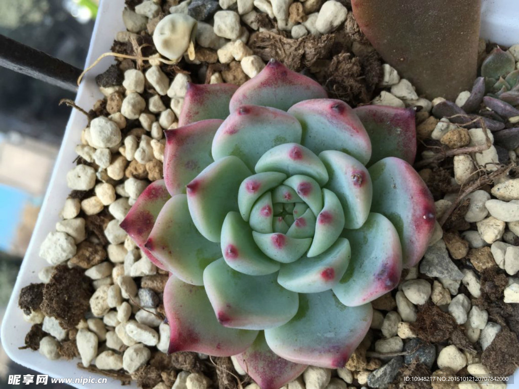 多肉植物