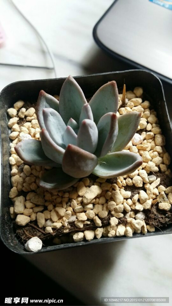 多肉植物