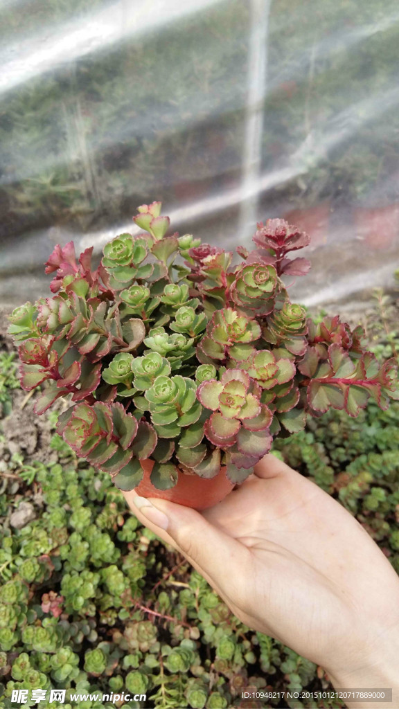 多肉植物