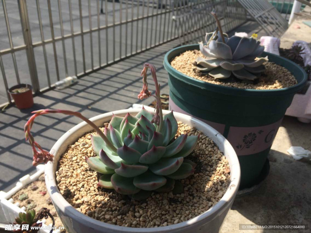 多肉植物