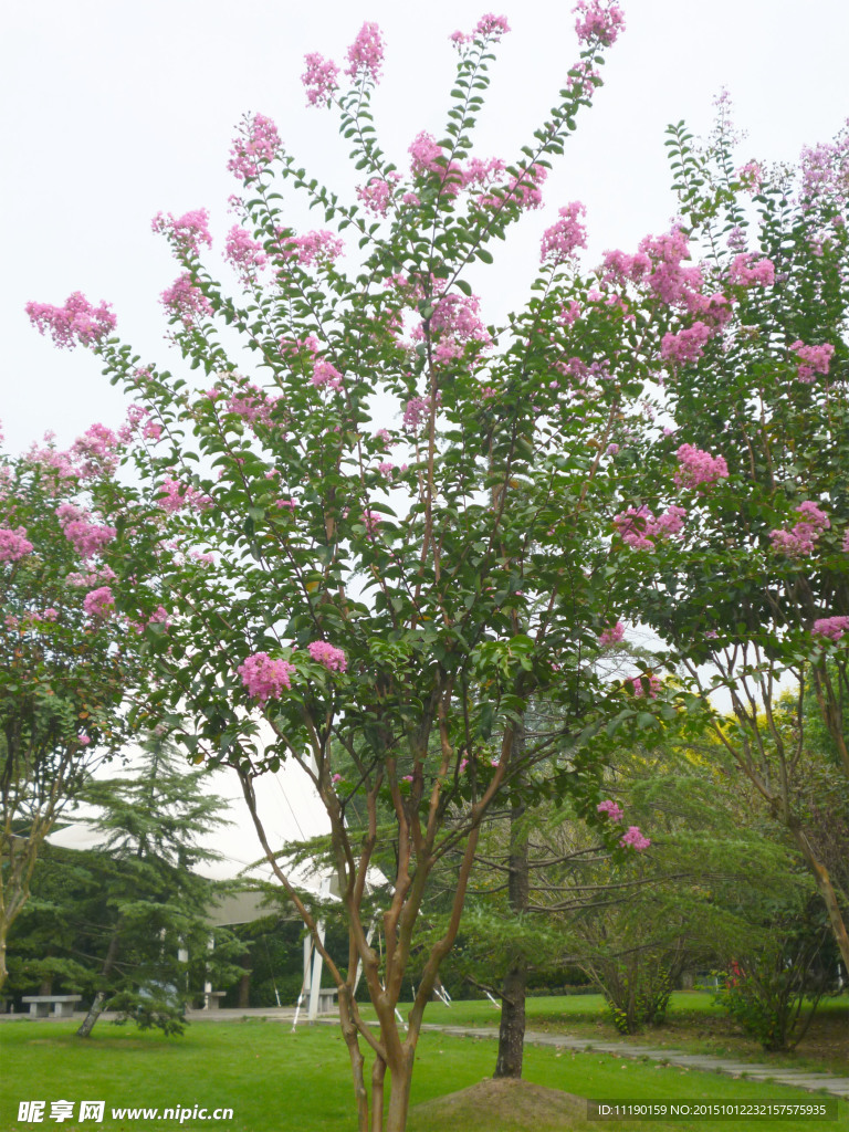 紫薇花树