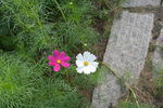 二朵小花