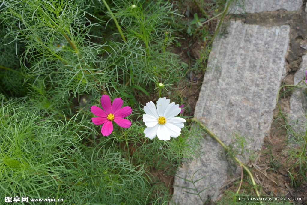 二朵小花