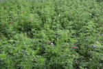 花草摄影