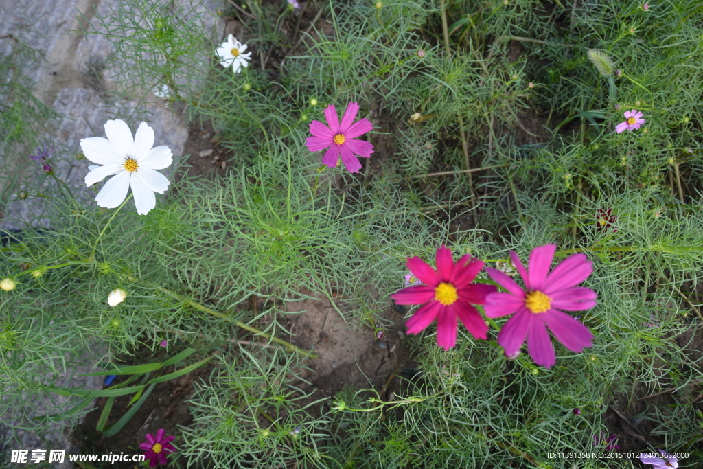 小花