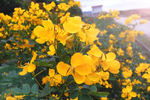 黄花槐林