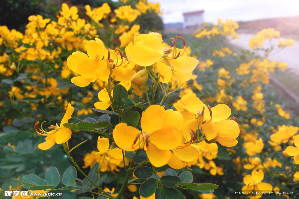 黄花槐林