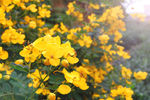 黄花槐林