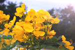 黄花槐林